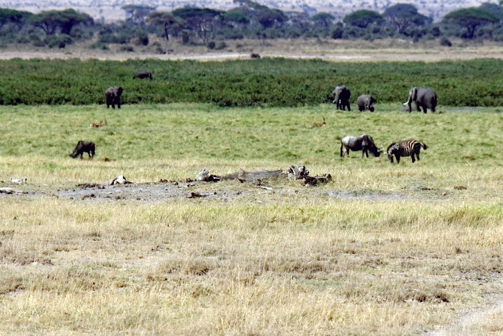Kenia (149).jpg